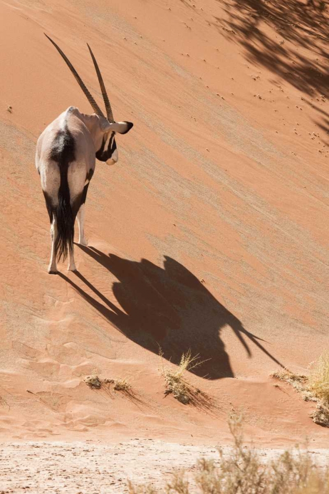 Oryx standing on sand dune, Sossusvlei, Namibia